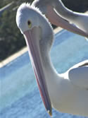 Pelikan